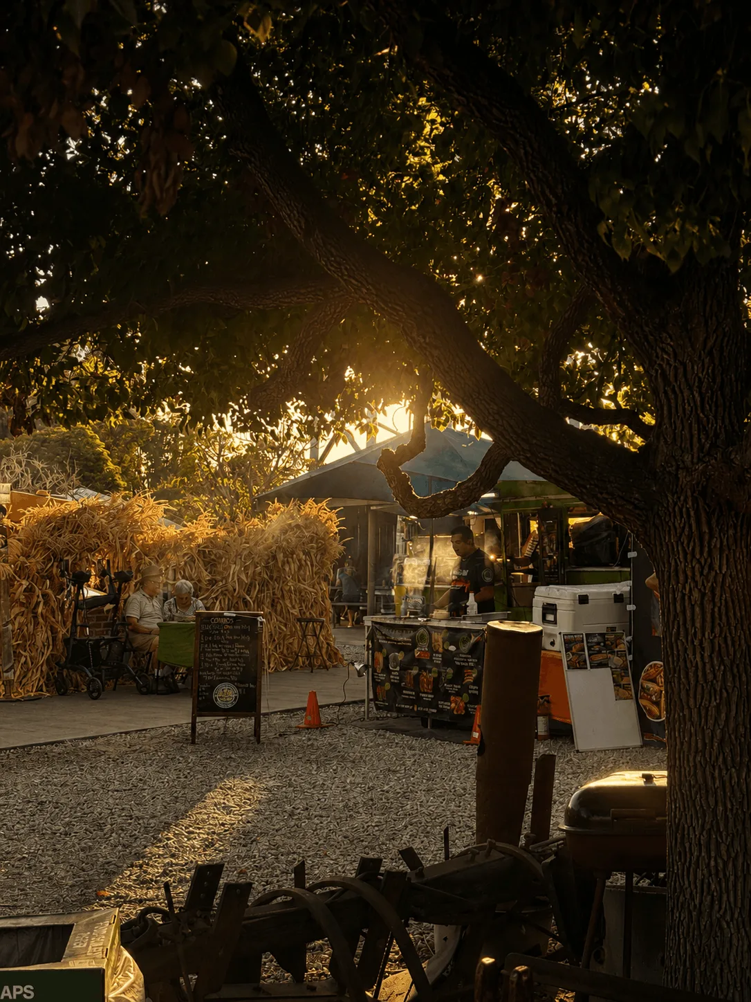 Un vendedor cocinando en un carrito de comida junto a cañas de maíz apiladas bajo un roble con la luz dorada de la tarde, mercado nocturno de Moreno Valley